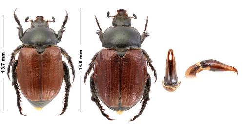 Réf. 354 659 : Anisoplia austriaca